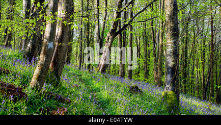 Ein Teppich aus Glockenblumen in einen Buchenwald in Cornwall Stockfoto