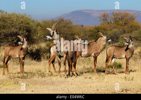 Roan Antilope (Hippotragus Spitzfußhaltung). Gruppe von Weibchen und Jungtiere. Südafrika Stockfoto