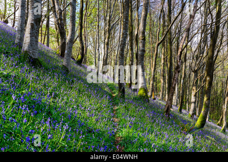 Einheimischen Glockenblumen wachsen auf einem steilen bewaldeten Hügel in Cornwall Stockfoto