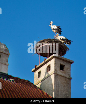 Zwei Störche im Nest in Rust, Österreich, Zwei Stoerche Im Nest in Rust, Oesterreich Stockfoto