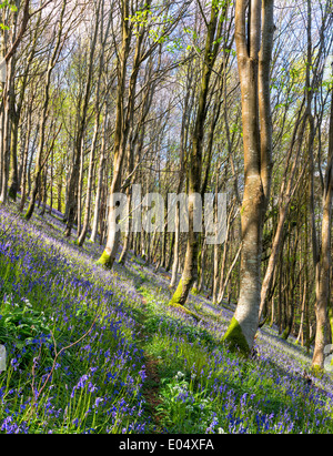 Einheimischen Glockenblumen wachsen auf einem steilen bewaldeten Hügel in Cornwall Stockfoto