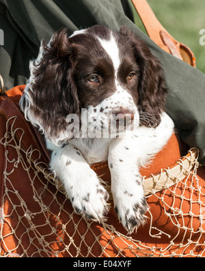 Ein drei Monate altes English Springer Spaniel Welpen in eine Jagdtasche durchgeführt werden Stockfoto