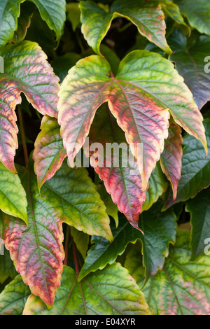 Nahaufnahme von bunten Efeublätter auf Hecke im Herbst Stockfoto