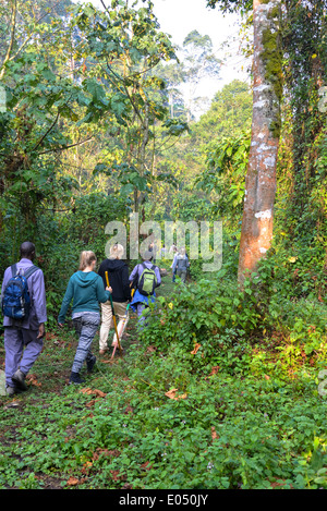 eine Gruppe von Touristen gehen für eine Wanderung um den Gorilla im Bwindi Nationalpark, Uganda finden Stockfoto