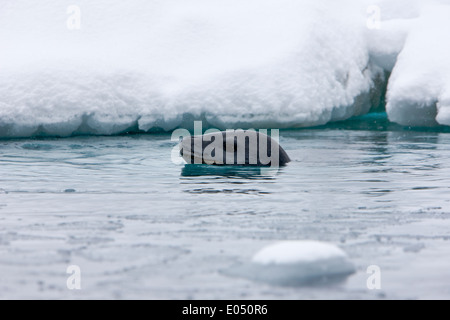 Leopard seal Hydrurga Leptonyx schwimmen in Fournier Bucht zwischen Packeis der Antarktis Stockfoto