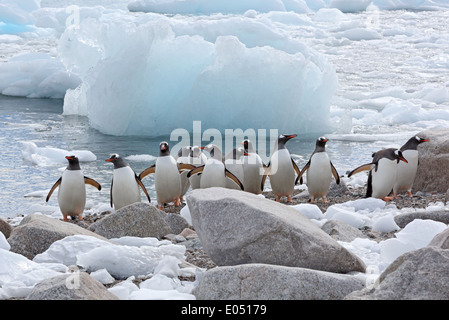 Eine Gruppe von Gentoo Penguins ergeben sich aus dem Wasser, antarktische Halbinsel, Antarktis Stockfoto