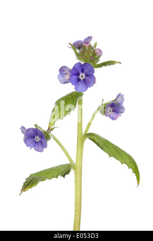 Nahaufnahme des grünen Alkanet Blüten und Blätter Stockfoto