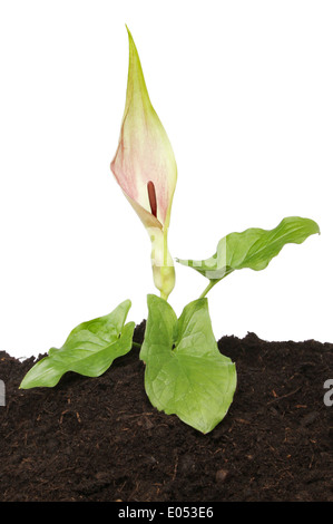 Lords und Ladies, Arum Maculatum, Blumen und Laub wachsen im Boden vor einem weißen Hintergrund Stockfoto