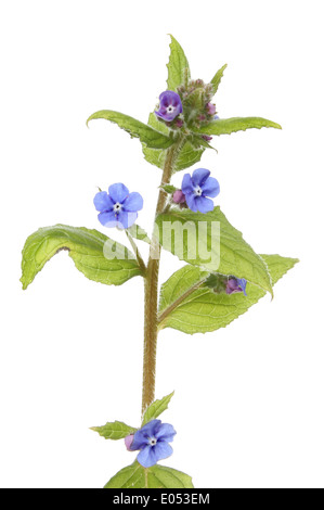 Blüten und Blätter der grünen Alkanet Pflanze isoliert gegen weiß Stockfoto