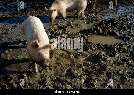 Stock Foto von Schweinen im Schlamm stehen Stockfoto