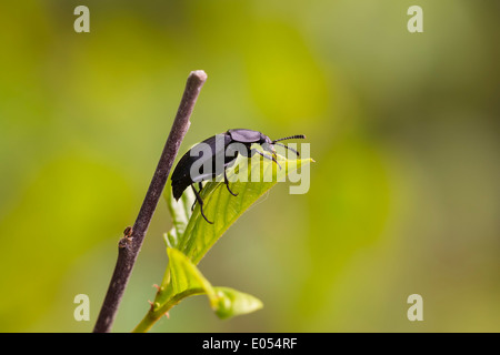 Großen schwarzen Käfer zu Fuß auf ein Blatt Stockfoto