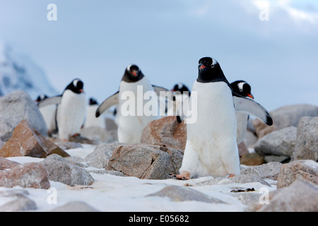 März von Gentoo Penguins Pygoscelis Papua in Neko Harbour Kontinent der Antarktis Stockfoto