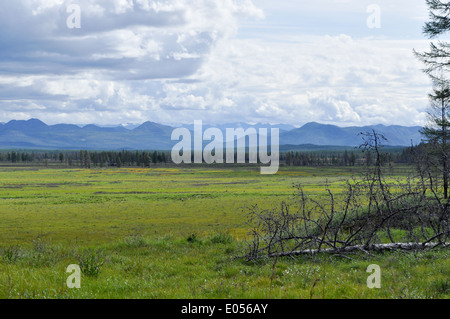 Nordischen Landschaft. Sumpfige Ebene unter dem blauen Himmel mit seltenen Bäumen und Bergen am Horizont. Stockfoto