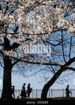 Silhouetten der Läufer auf dem Stausee, Jogging-Pfad, Central Park, New York, USA Stockfoto