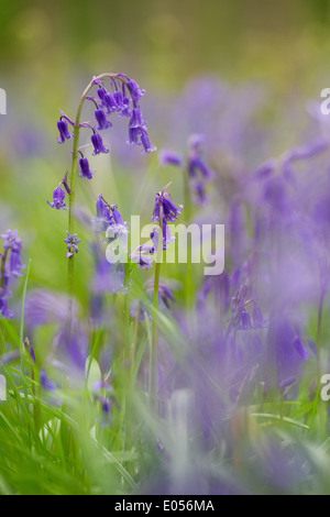 Glockenblumen in Dockey Holz auf das Ashridge Anwesen in den Home Counties, UK Stockfoto