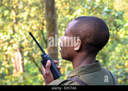 ein Ranger versucht, anderen Rangers um die Gruppe der Gorilla zu suchen Kontakt ist im Bwindi Nationalpark, Uganda Stockfoto