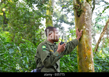 ein Ranger versucht, anderen Rangers um die Gruppe der Gorilla zu suchen Kontakt ist im Bwindi Nationalpark, Uganda Stockfoto