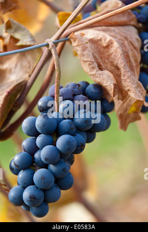 Die Trauben der Trauben im Herbst auf einem Rebstock im Weinberg, Weintrauben Im Herbst Auf Einem Rebstock Im Weingarten Stockfoto