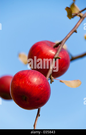 Viele rote Äpfel am Baum im Herbst. Zweig der Apfelbaum, Viele Rote Aepfel Auf Baum Im Herbst. Zweig Eines Apfelbaumes Stockfoto