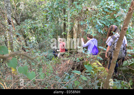 eine Gruppe von Touristen gehen für eine Wanderung um den Gorilla im Bwindi Nationalpark, Uganda finden Stockfoto