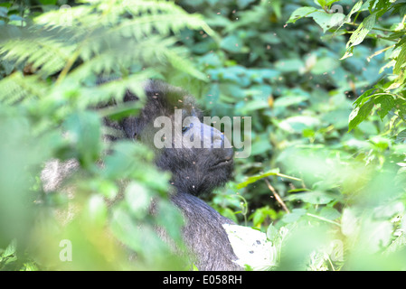 ein männlicher Berggorilla oder so genannte Silberrücken im Bwindi Nationalpark in Uganda, Afrika Stockfoto