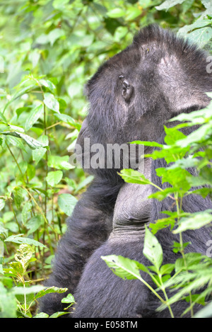 ein männlicher Berggorilla oder so genannte Silberrücken im Bwindi Nationalpark in Uganda, Afrika Stockfoto