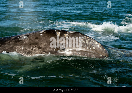 "Grauer Wal" Stockfoto