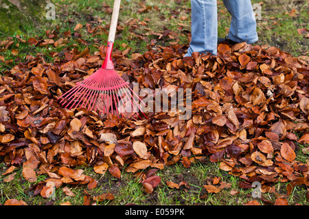 Laub Rechen. Blätter entfernen. Gartenarbeit im Herbst., Laub harken. Blaetter Entfernen. Gartenarbeit Im Herbst. Stockfoto