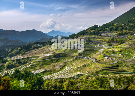 Japanischer Reis Terrassen am Maruyama-Senmaida, Kumano, Japan. Stockfoto