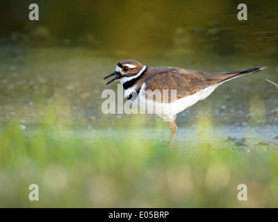 Kildeer Caling heraus, auf dem Rasen an einem See vocalizing. Stockfoto