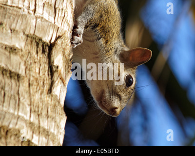 Extreme Nahaufnahme eines Eichhörnchens im Profil hängen auf einem Baumstamm mit Kopf nach unten. Stockfoto