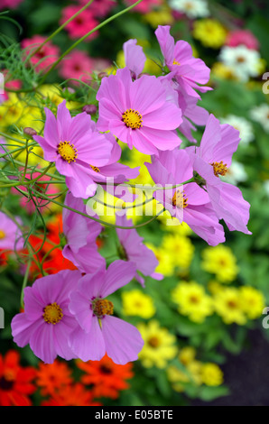 Schöne lila Kosmos Blumen blühen in bunten Sommergarten Stockfoto