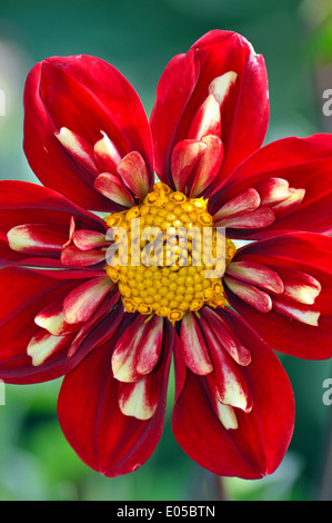 Nahaufnahme von schöne rote Dahlie Blüte mit gelber Mitte Stockfoto