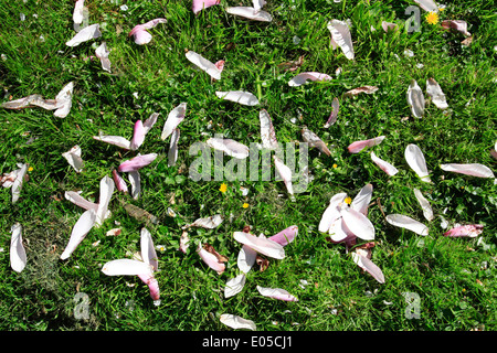 Gefallenen Magnolia Blüte auf einem Rasen Stockfoto