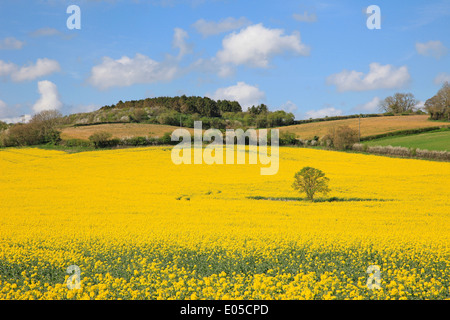 Isolierte Baum in Raps Feld Stockfoto