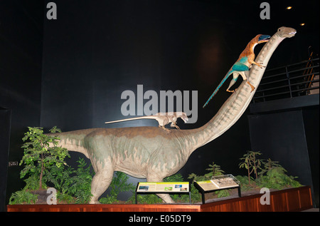 Bozeman, Montana Museum der Rockies, Dinosaurier Ausstellung, Sauropod unter Beschuss von Deinonychus Skulptur Stockfoto