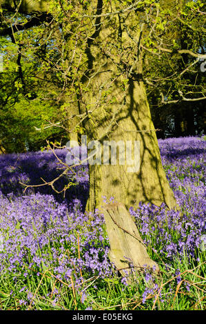 Misk Hills, Underwood, UK.03rd Mai 2014.Early Morgenlicht erhellt einen alten englischen Wald, diese Zeit des Jahres in einem Teppich von Bluebells (Hyacinthoides non-Scipta) bedeckt. Misk Hills ist ein Bereich der natürlichen Schönheit stehen und wo Dichter Lord Byron und inspirierte ihn zu der Gedichte "The Hills von Annesley" & "The Dream". Bildnachweis: Ian Francis/Alamy Live-Nachrichten Stockfoto