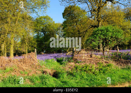 Misk Hills, Underwood, UK.03rd Mai 2014.Early Morgenlicht erhellt einen alten englischen Wald, diese Zeit des Jahres in einem Teppich von Bluebells (Hyacinthoides non-Scipta) bedeckt. Misk Hills ist ein Bereich der natürlichen Schönheit stehen und wo Dichter Lord Byron und inspirierte ihn zu der Gedichte "The Hills von Annesley" & "The Dream". Bildnachweis: Ian Francis/Alamy Live-Nachrichten Stockfoto