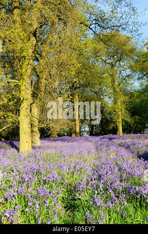 Misk Hills, Underwood, UK.03rd Mai 2014.Early Morgenlicht erhellt einen alten englischen Wald, diese Zeit des Jahres in einem Teppich von Bluebells (Hyacinthoides non-Scipta) bedeckt. Misk Hills ist ein Bereich der natürlichen Schönheit stehen und wo Dichter Lord Byron und inspirierte ihn zu der Gedichte "The Hills von Annesley" & "The Dream". Bildnachweis: Ian Francis/Alamy Live-Nachrichten Stockfoto