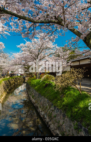 Blühende Kirschbäume im Frühling entlang der Tetsugaku keine Michi oder Pfad der Philosophie, Kyoto, Japan Stockfoto