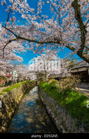 Blühende Kirschbäume im Frühling entlang der Tetsugaku keine Michi oder Pfad der Philosophie, Kyoto, Japan Stockfoto