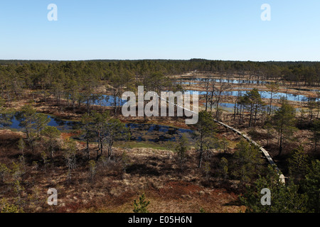 Viru Bog in Lahemaa Nationalpark, Estland. Stockfoto