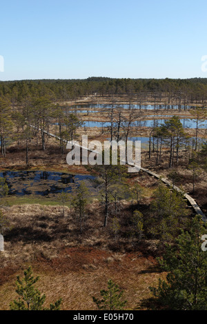 Der Boardwalk am Viru Bog in Lahemaa Nationalpark, Estland. Stockfoto