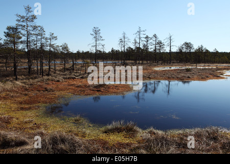 Ein Pool im Viru Bog in Lahemaa Nationalpark, Estland. Stockfoto