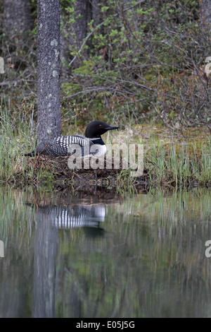 Gemeinsamen Loon (Great Northern Diver), Gavia Immer am Nest in den Rocky Mountains Stockfoto