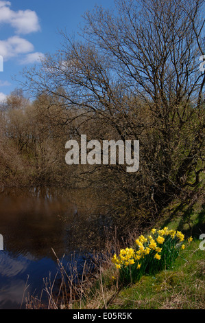 Narzissen wächst an den Ufern des tittisworth Behälter überlauf See. Stockfoto