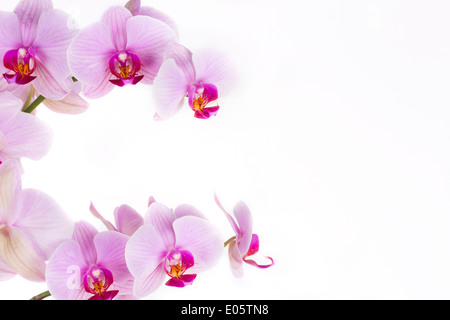 Orchidee auf weißem Hintergrund Stockfoto