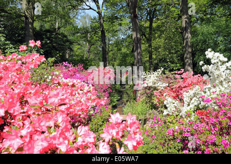 Isabella Plantation, Richmond Park, Surrey, UK. 3. Mai 2014. Isabella Plantation ist eine dekorative Wald Garten, voller exotischer Pflanzen. Ab Ende April in den frühen Mai gibt es ein herrlicher Anblick von Azaleen und Rhododendren. Die Blüten dieser Strauch sind in einer Reihe von lebendigen Farben von Rosa, Purpur und Blues, gelb, Orange und weiß. Die Plantage ist frei zu geben und nur sechs Meilen vom Zentrum Londons entfernt. Bildnachweis: Julia Gavin/Alamy Live-Nachrichten Stockfoto