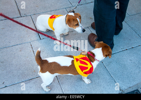 Hunde gekleidet in kommunistischen Hammer und Sichel Symbole auf eine Mai-Demonstration in Cork City Irland Stockfoto