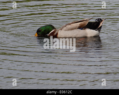 Männliche Stockente Ente Wasser beim Schwimmen in einem See. Stockfoto